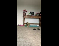 Pet dog jumps on the cabinet and tries to get its toy