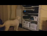 white dog scared of black printer