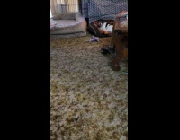 Dog barks everytime loves being called adorable