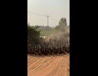 Collab AnimalIG - Herd of Ducks Get Confused Over Vehicles