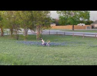 Collab IITW - Woman Has Her Own Photoshoot in Blue Flowers 