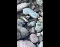 Snake on lake rocks eats huge fish