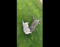 Fast transition of pictures of pet cats