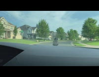 Brown bird sits on car drives away 