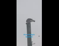 Hawk eats dead pigeon on metal pole