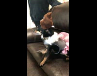 black dog in poop emoji costume