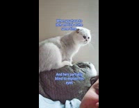 Blind cat scratches and lick same time