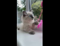 Kitten with blue eyes plays with pink toy 