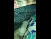 Girl lifts blanket reveals sleeping priaire dog 