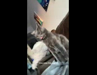 Woman startling cat with loud tiktok music