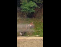 Goat on the side of west side highway