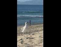Woman dance beach tripod bird near camera