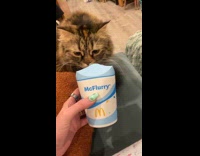 Man calling out woman to avoid cat licking icecream 