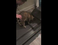Lazy cat lay on treadmill instead of walking