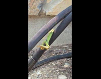 Praying mantis eat grasshopper and fight wasps