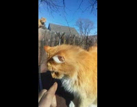 Man make orange cat pick its nose