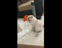 Cat sits watches kitten play plastic bag 