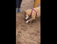 Dog digs hole in park playground ground 