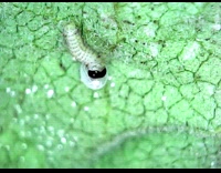 Caterpillar eats own egg