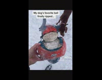 Lady Gives Pet Dog New Ball as Christmas Gift