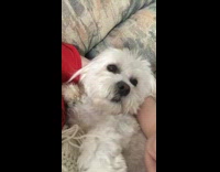 Dog falls asleep in womans arms