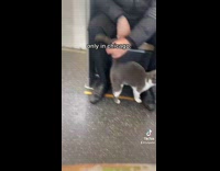 Stray cat on subway train asks for scratches 