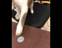 Cat tries to take sticker off table 
