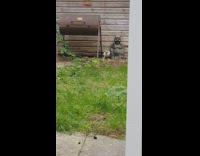 Cat Returns Home from Under Wooden Shed