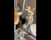 Cat stares at itself in the mirror 