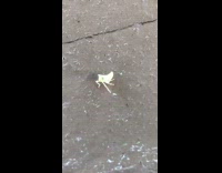 Small bug standing outside dances to song