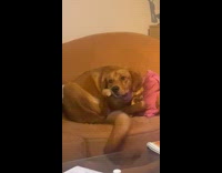 Brown dog on chair chew feet claws