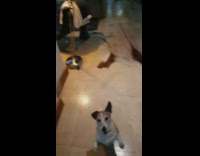 Brown white dog plays with bubble wrap