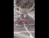 Grey bird stand on one foot cage