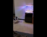 Cat bites toy tries pulling from owner