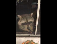Collab WINY - Racoon visits house eats in the window
