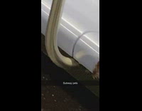 Subway pets two large roaches on edge of seat