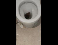 Wet rat sitting inside toilet