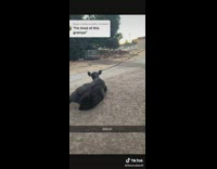 Black cow on leash rolls over and lays down 