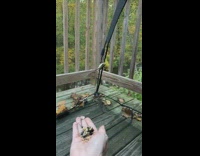 Cat trying to climb screen door 