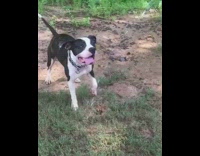 Dog drinks bites hose water