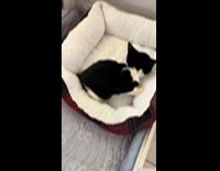 Woman puts angry kitten back to its bed