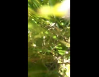 Dog runs meadow crashes into girl