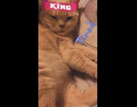 Brown cat falls asleep on stuffed animal 