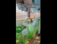 Feeding little turtle in aquarium a snack 