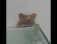 Brown hamster peek beside cage zoom in