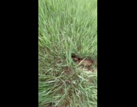 Cat Excitedly Jumps High on Tall Grass