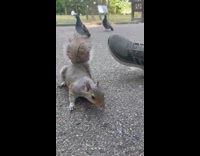 Filmer gives squirrel water in bottle lid