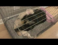 Collab BitchIG2 - Pig lays on top of dog in crate