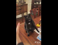 Collab BitchMP - Black cat on table angry trying to fight with two hands