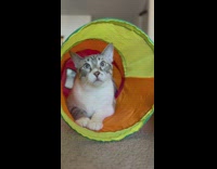 Grey kitten runs out of toy tube
